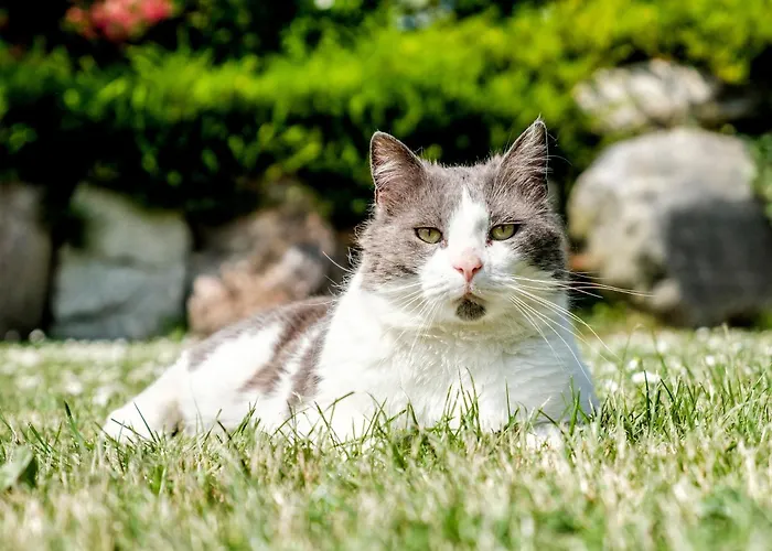 Nyaraló Wellnesshaus 